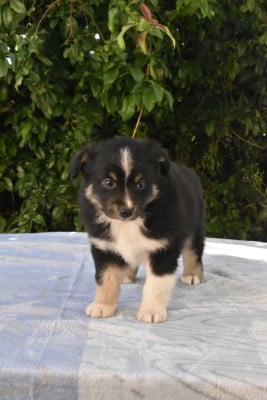 Les chiots de Berger Américain Miniature