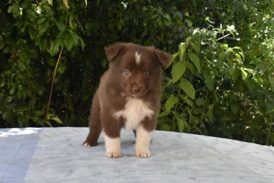 Les chiots de Berger Américain Miniature