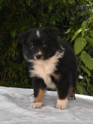 Les chiots de Berger Américain Miniature
