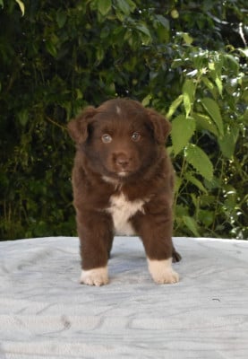Les chiots de Berger Américain Miniature