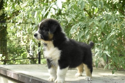 Les chiots de Berger Australien