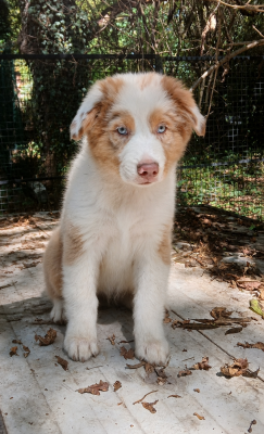 Les chiots de Berger Australien