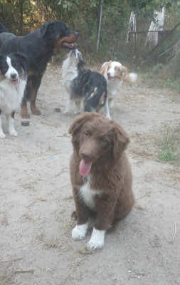 Les chiots de Berger Américain Miniature 