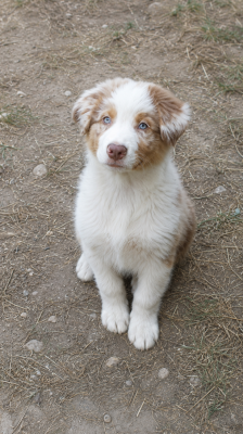 Les chiots de Berger Australien