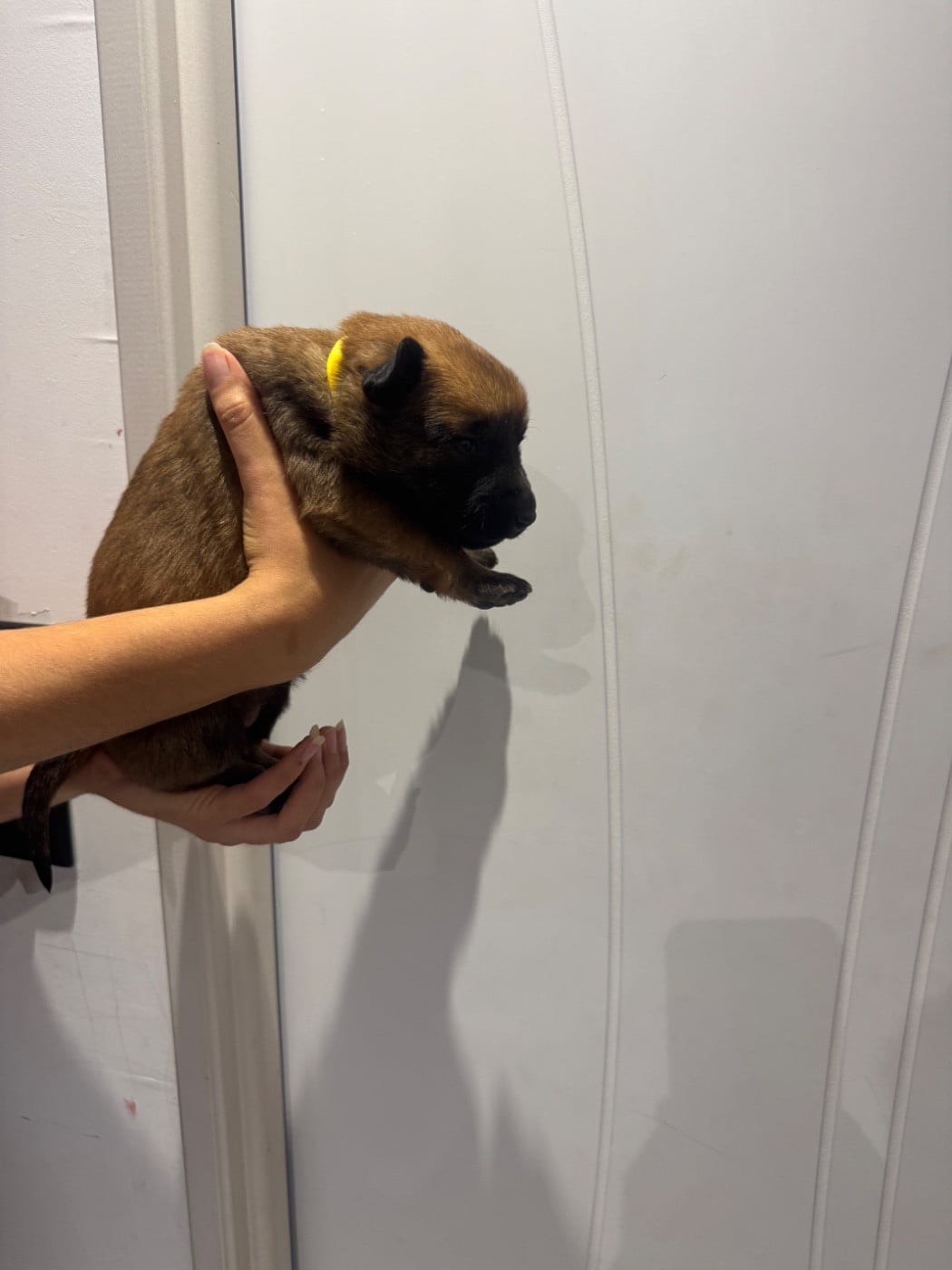 CHIOT 2 - Berger Belge