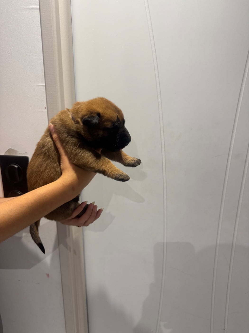 CHIOT 4 - Berger Belge