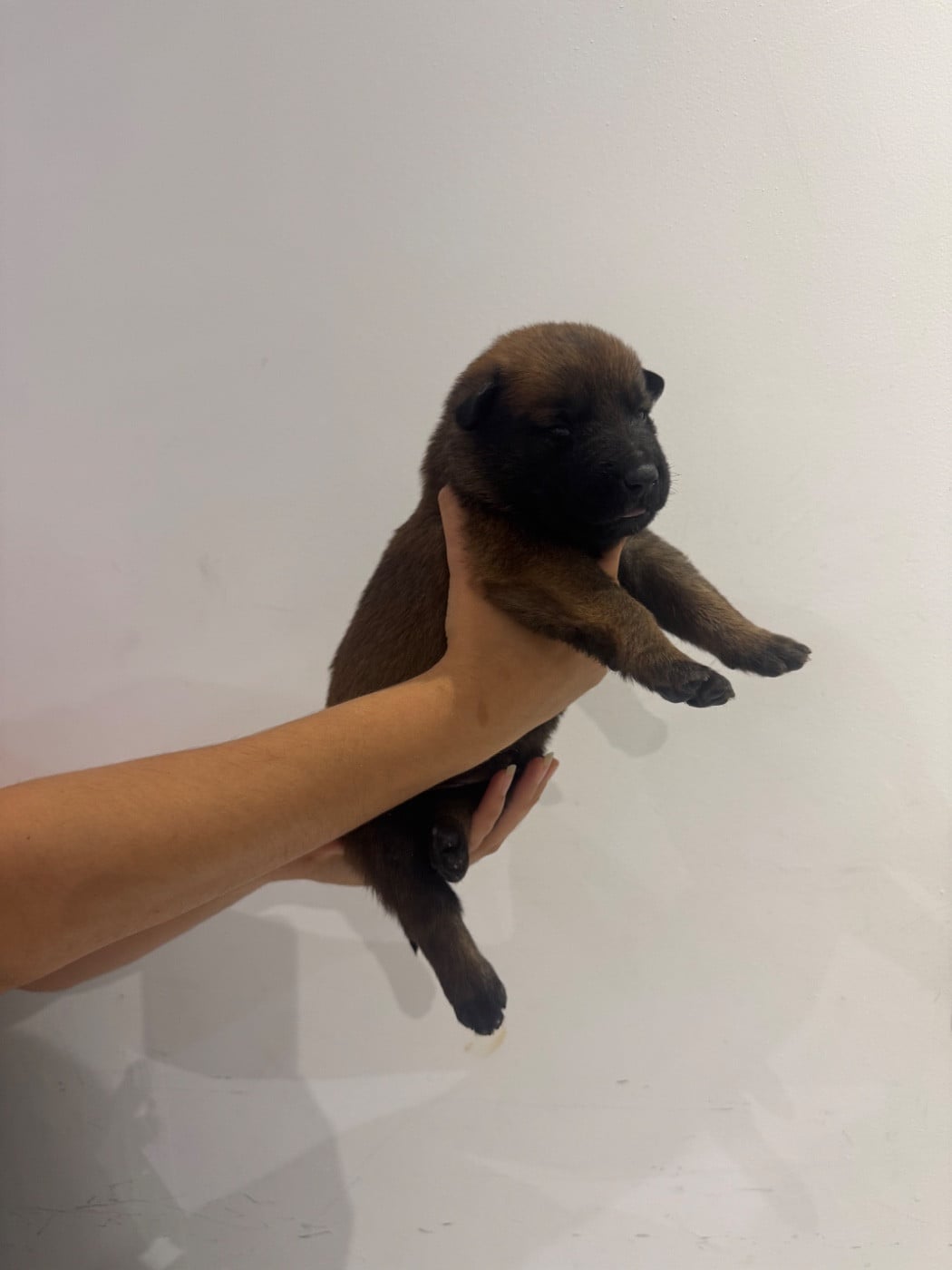 CHIOT 7 - Berger Belge