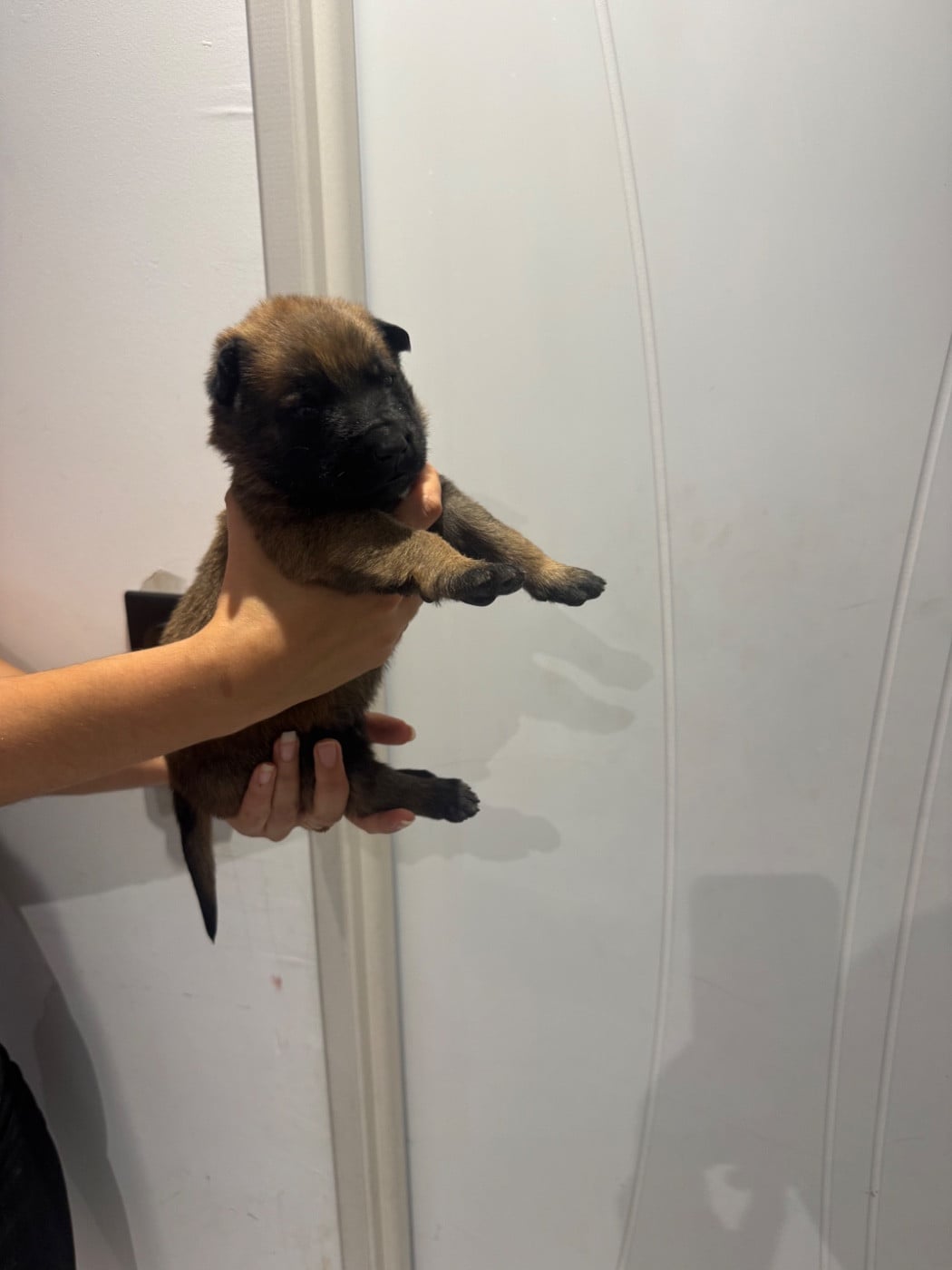 CHIOT 10 - Berger Belge