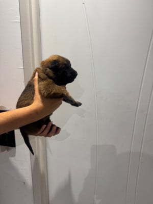 Les chiots de Berger Belge