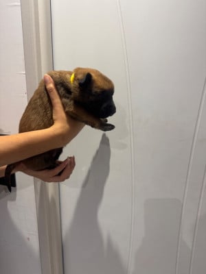 Les chiots de Berger Belge