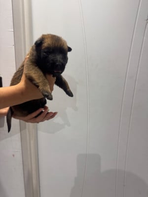 Les chiots de Berger Belge