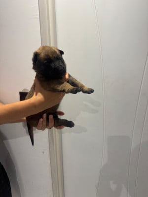Les chiots de Berger Belge