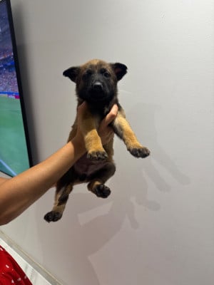 Les chiots de Berger Belge