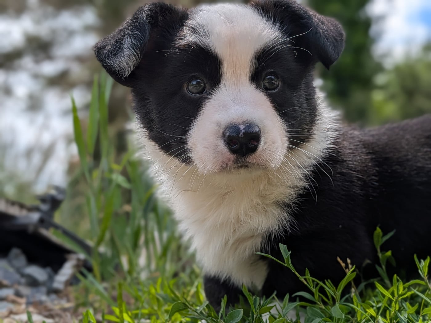 Baloo
