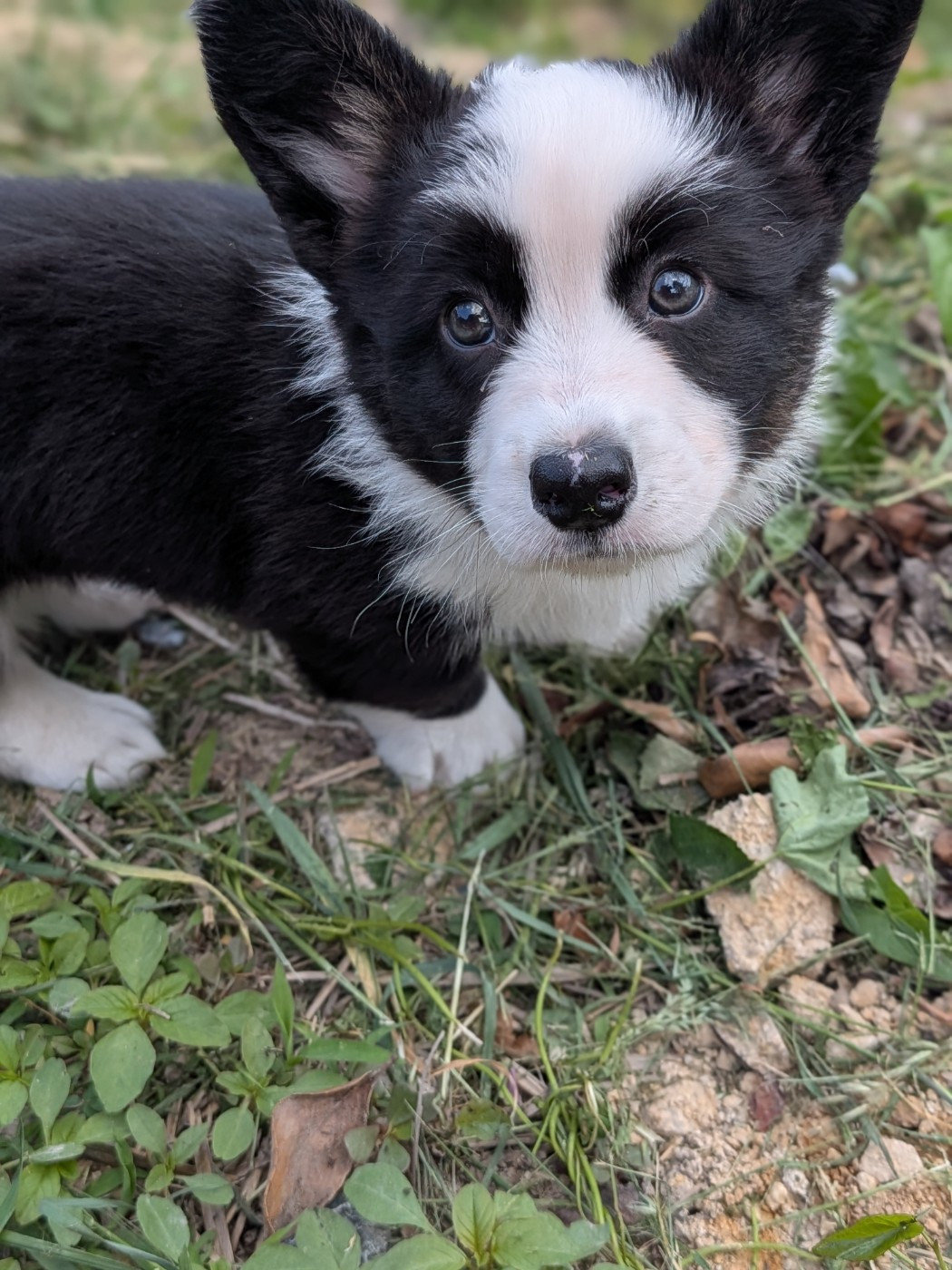 Baloo