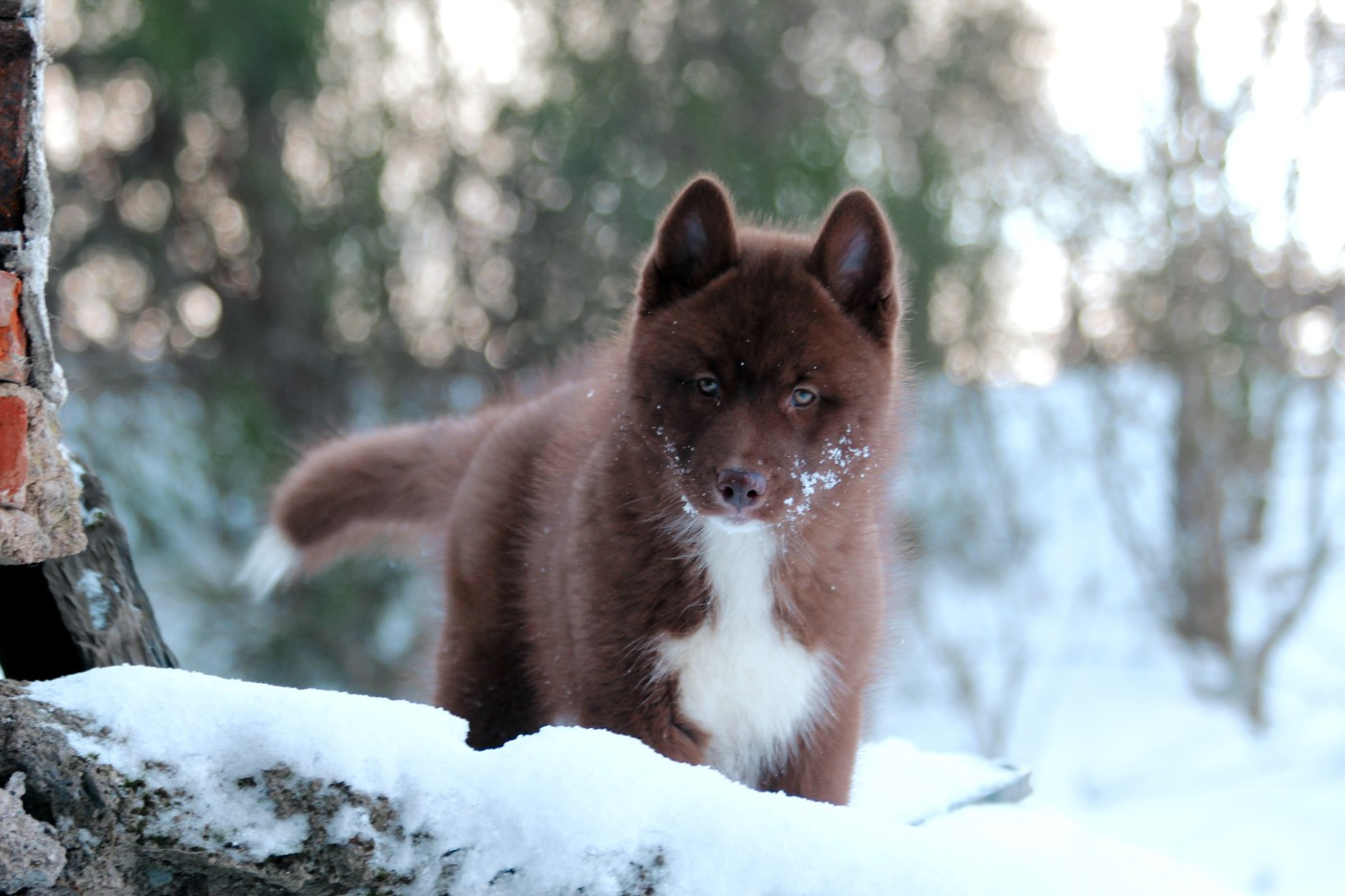 Your are the whisper of love Of The Nordic Empire