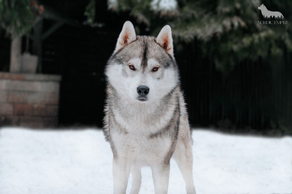 Publication : Of The Nordic Empire Auteur : Nordic Empire