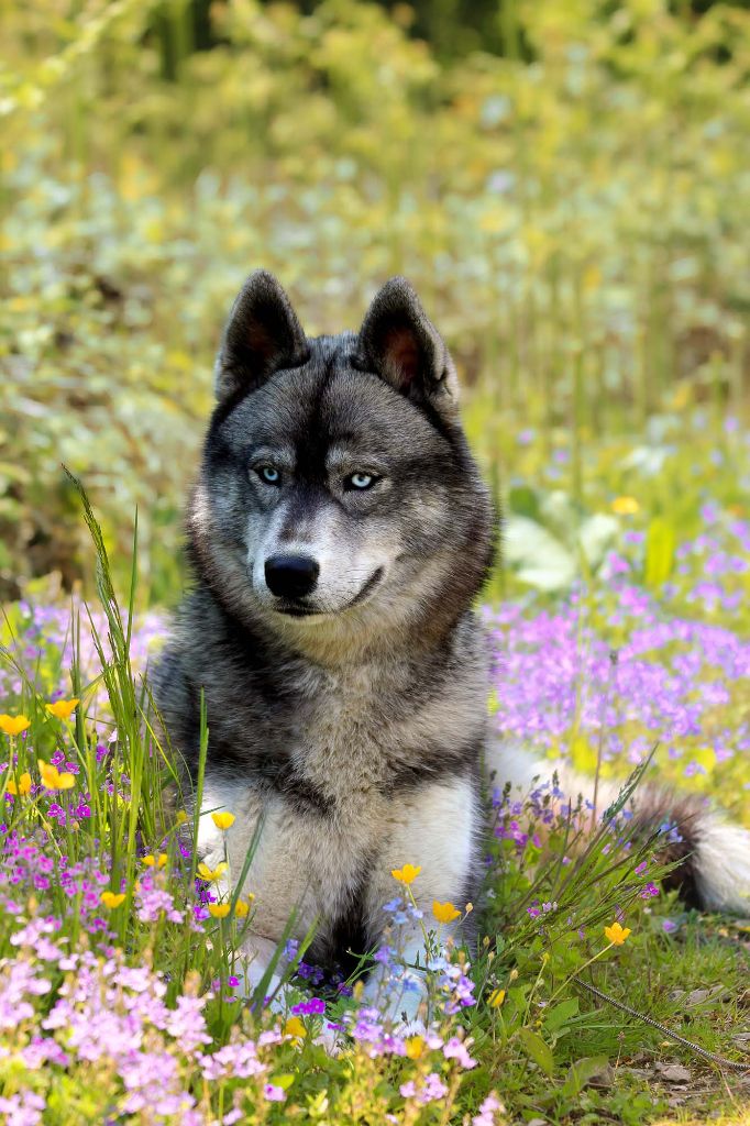 Publication : Of The Nordic Empire Auteur : Nordic Empire