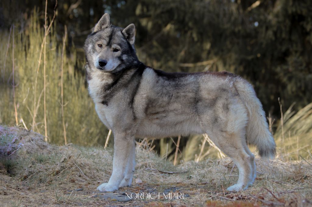 Publication : Of The Nordic Empire Auteur : Nordic Empire