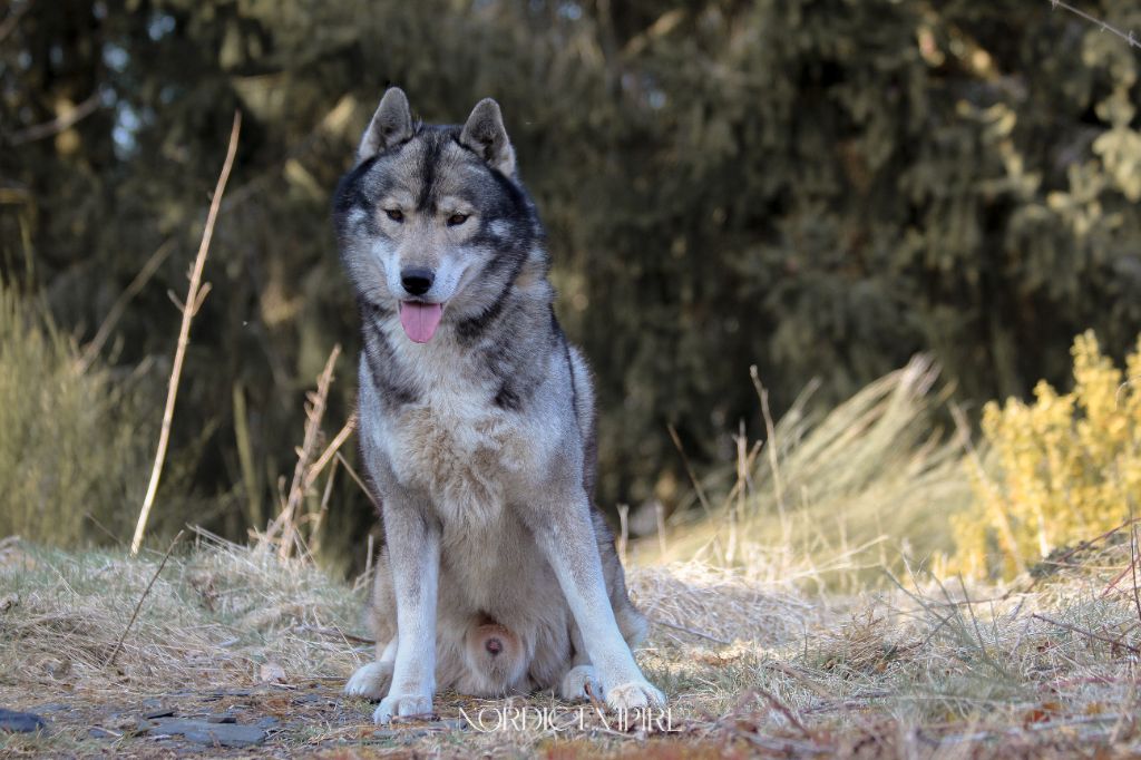 Publication : Of The Nordic Empire Auteur : Nordic Empire