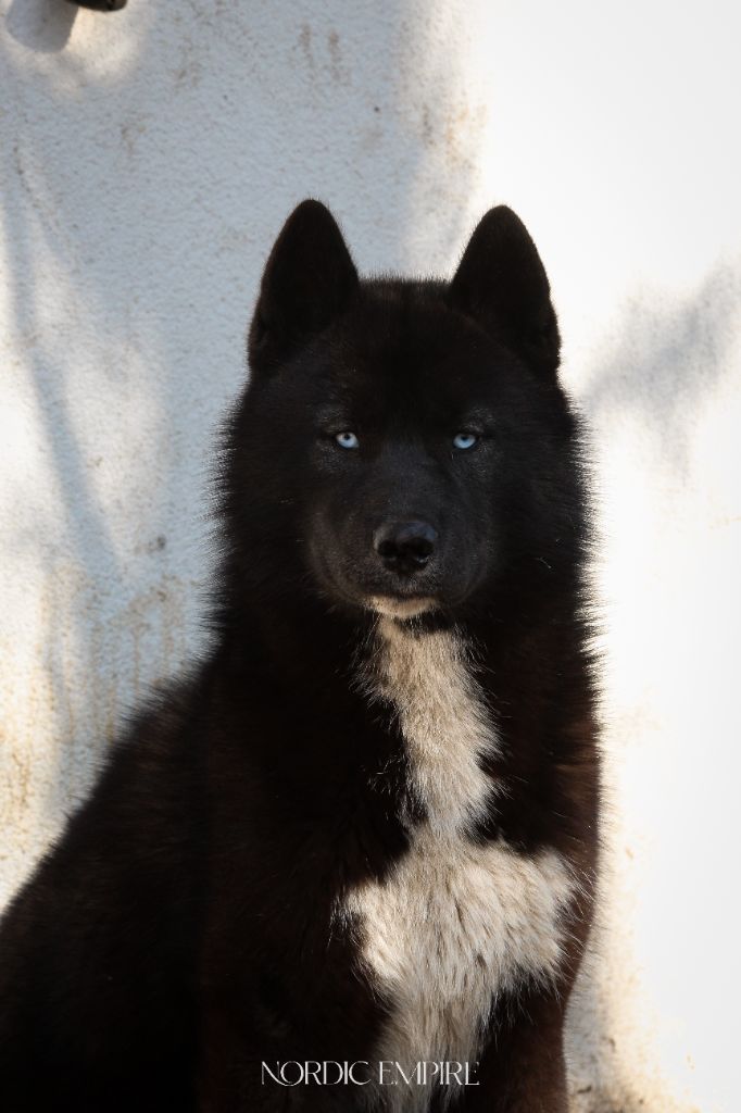 Publication : Of The Nordic Empire Auteur : Nordic Empire