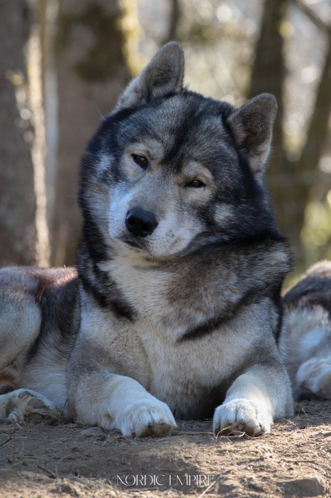 Publication : Of The Nordic Empire Auteur : Nordic Empire