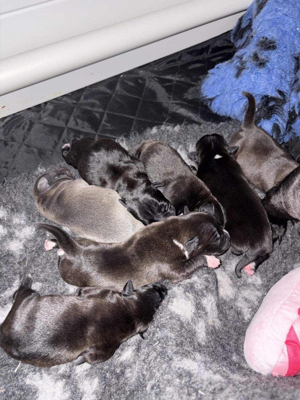 Staffordshire Bull Terrier - Du Domaine Des Falcos