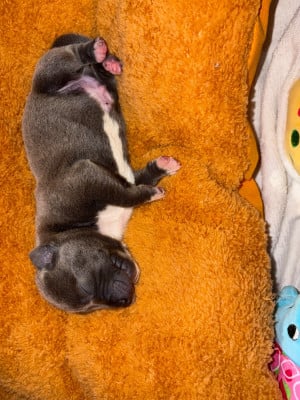 Les chiots de Staffordshire Bull Terrier