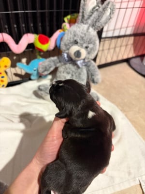 Les chiots de Staffordshire Bull Terrier