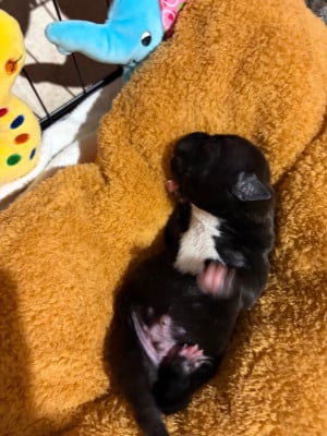 Les chiots de Staffordshire Bull Terrier