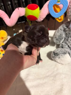 Les chiots de Staffordshire Bull Terrier