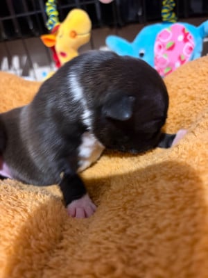 Les chiots de Staffordshire Bull Terrier