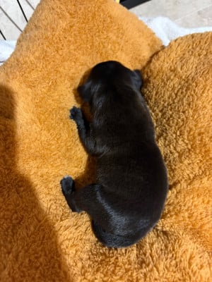 Les chiots de Staffordshire Bull Terrier