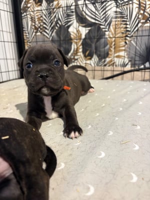 Les chiots de Staffordshire Bull Terrier