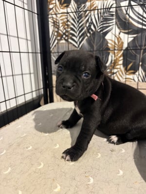 Les chiots de Staffordshire Bull Terrier