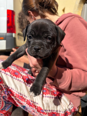 Les chiots de Staffordshire Bull Terrier