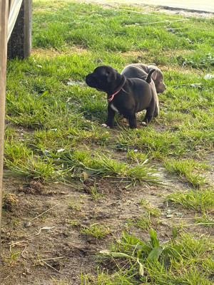 Les chiots de Staffordshire Bull Terrier
