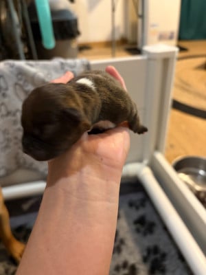 Les chiots de Staffordshire Bull Terrier