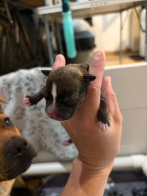 Les chiots de Staffordshire Bull Terrier