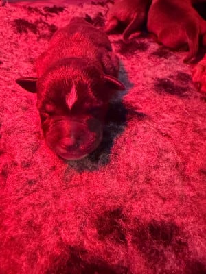 Les chiots de Staffordshire Bull Terrier