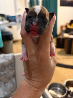 Les chiots de Staffordshire Bull Terrier