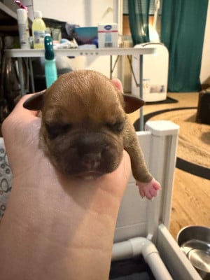 Les chiots de Staffordshire Bull Terrier