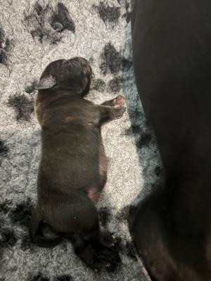 Les chiots de Staffordshire Bull Terrier