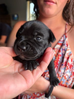 Les chiots de Staffordshire Bull Terrier
