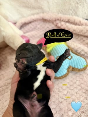 Les chiots de Staffordshire Bull Terrier
