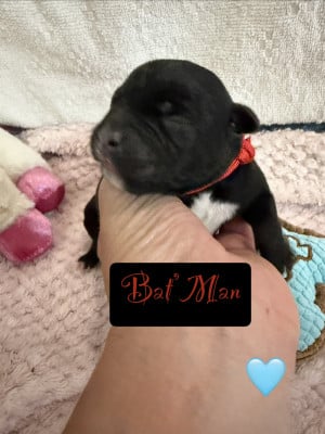 Les chiots de Staffordshire Bull Terrier