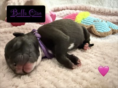 Les chiots de Staffordshire Bull Terrier