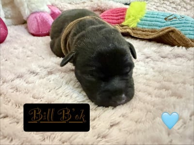 Les chiots de Staffordshire Bull Terrier