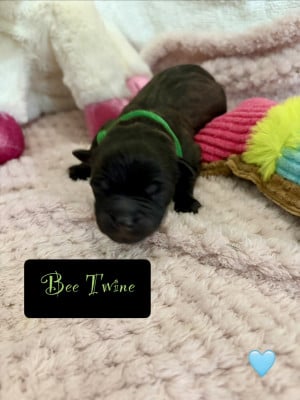 Les chiots de Staffordshire Bull Terrier