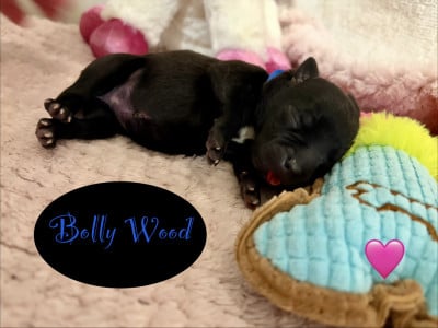 Les chiots de Staffordshire Bull Terrier